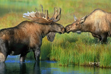 41 Moose HD Wallpapers