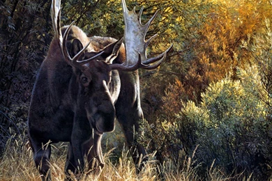 41 Moose HD Wallpapers