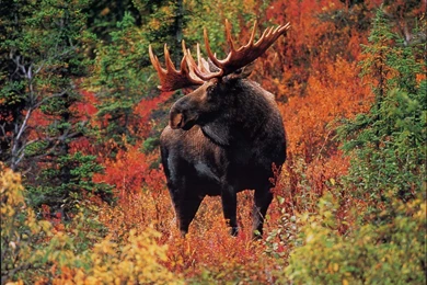 Moose Hd Wallpapers Moose Desktop Pictures Cool Wallpapers ...