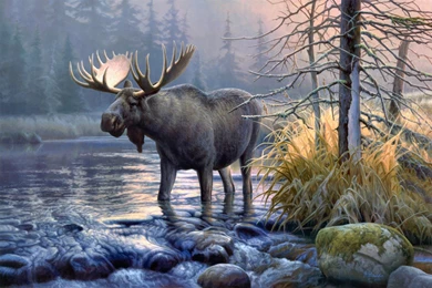 Moose Computer Wallpapers, Desktop Backgrounds