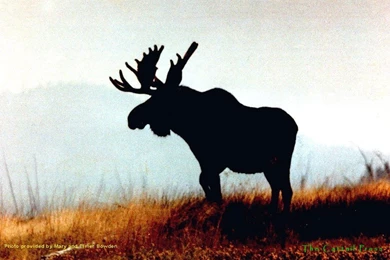 Cattail Press Wallpapers