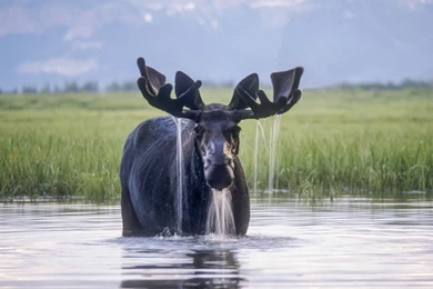 Wallpapers Download   Yellowstone Park Foundation