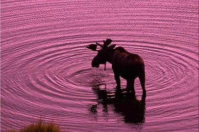 Free Wallpapers, Animals Desktop Wallpapers