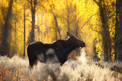 Moose Wallpapers   Wallpapers Cave