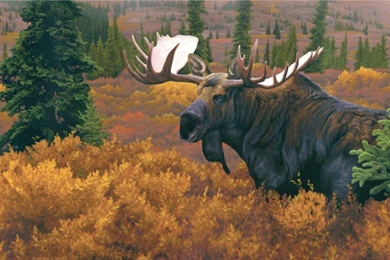 The Moose >> HD Wallpaper, Get It Now!