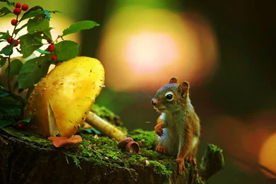 Squirrels: Squirrel Needs Mushroom Moose Food Berries Tree 2910 ...