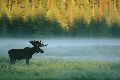 Forest, Moose, Nature, Animals Wallpapers HD / Desktop And Mobile ...