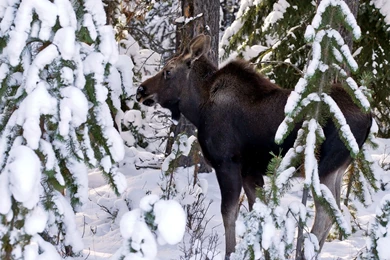 Moose In The Snow Wallpapers » WallDevil   Best Free HD Desktop And ...