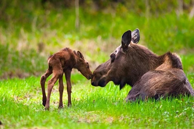 Download Alaska Moose Wallpapers Picture