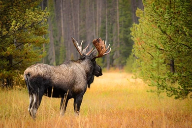 Wild Moose Wallpapers