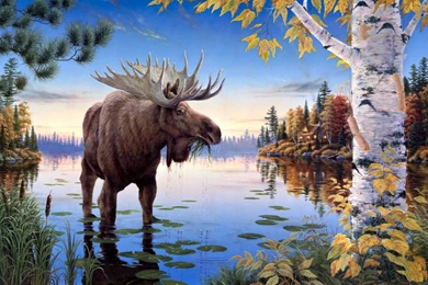 Free Moose Wallpapers