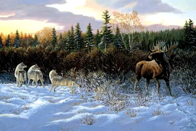 Other: Winter Confrontation Wolves Moose Snow Wilderness Desktop ...