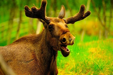 Largest Moose HD Wallpapers