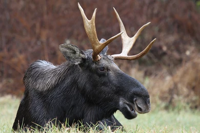 Moose Computer Wallpapers, Desktop Backgrounds