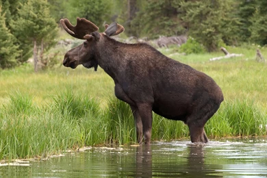 Swedish Moose Computer Wallpapers, Desktop Backgrounds