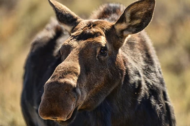 Moose Computer Wallpapers, Desktop Backgrounds