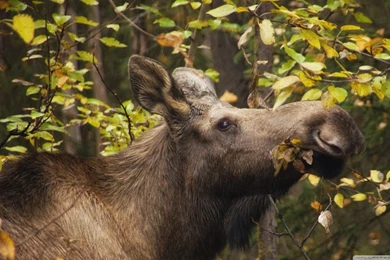 Moose In Fall HD Desktop Wallpapers : Widescreen : High Definition ...