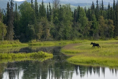 Download Alaska Moose Wallpapers Desktop