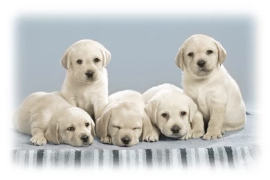 Desktop Hd Cute Puppies Wallpapers Free Download 3d Hd Pictures.