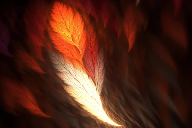 PHOENIX FEATHER   Online Wallpapers HD