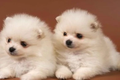 Get Free Download Cute Puppies Wallpapers And Make Your Desktop ...