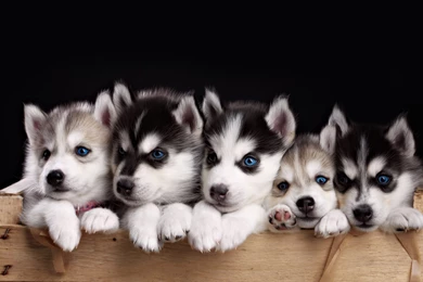 Husky Puppies Wallpapers HD For Desktop Of Miniature Husky