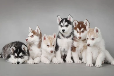 Download Free Siberian Husky Puppies Wallpapers   The Quotes Land