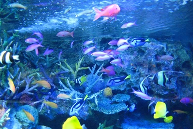 Tropical Fish Wallpapers   Just For Sharing
