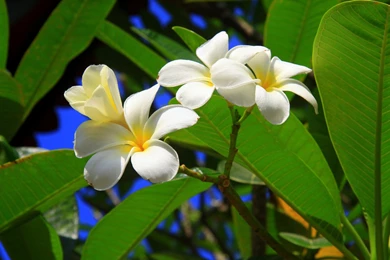 Free Tropical Wallpapers