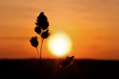 Sunset Wallpapers HD