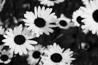 Black And White Flower Backgrounds Tumblr