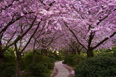 Spring Season Blossoms Alley Parks Widescreen 1920x1200 Wallpapers ...