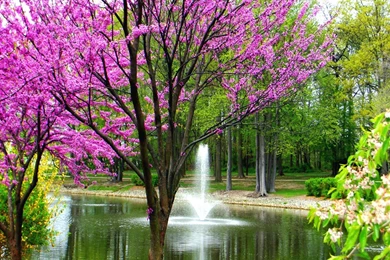 Beautiful Spring Season Wallpaper_other_health Questions,pictures ...
