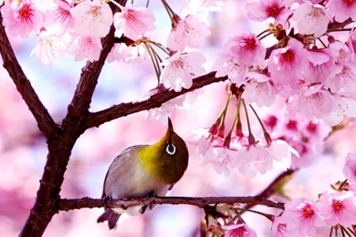 Spring Blooming In All Of Its Glory Wallpapers