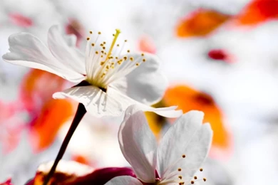 Spring Season Flowers HD Desktop Wallpapers : High Definition ...