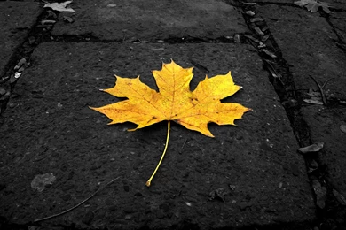 New blog pics: Hd Wallpapers 1080p 1440x900