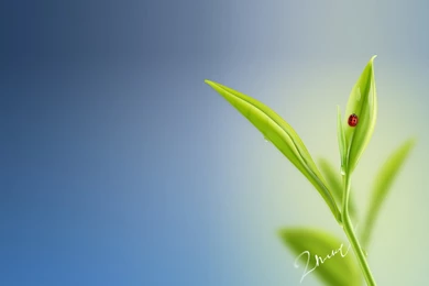 Free Wallpapers   The Most Impressive For Its Simplicity And ...