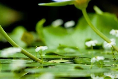 Summer Clearance Netherlands iPhone 6 Wallpapers, iPhone 6 ...