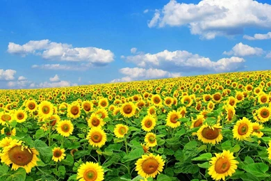 Spring Season 2014 Wallpapers HD Free Download ~ Unique Wallpapers