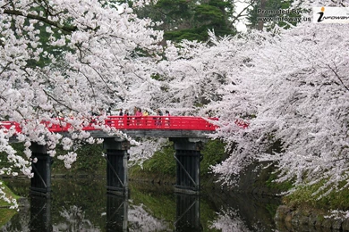 Blossoms Flower Wallpapers   Photo 217 Of 329