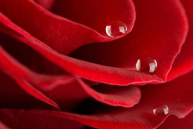 Rose HD Full Screen 3 Wallpaper, Rose Flower Images, Rose Pictures ...