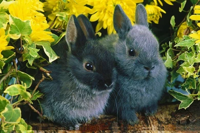 Beautiful Love Wallpapers For Desktop Full Screen – Valentine Week ...