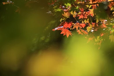 Beautiful Nature Wallpapers HD Wallpapers