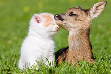 Cute Animals Friendship