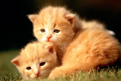 Baby Animal Backgrounds   Wallpapers Cave