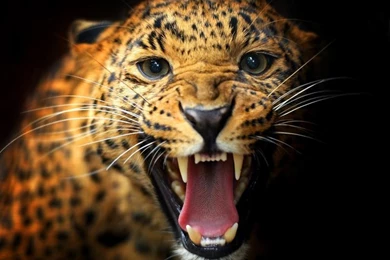 Animal Close up, Leopard, Teeth, Eyes, Mustache, Black Backgrounds ...