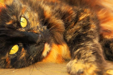 Cool Animal Backgrounds Wallpapers For Widescreen Wallpapers ...