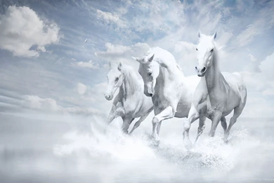 White Horses Animal Wallpapers