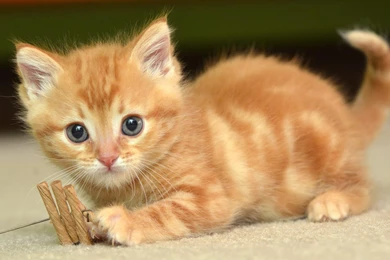 Cute Baby Cats Wallpapers High Definition : Animal Wallpapers ...