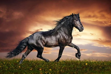 Animal Wallpaper: Horse High Resolution Wallpapers Phone HD ...
